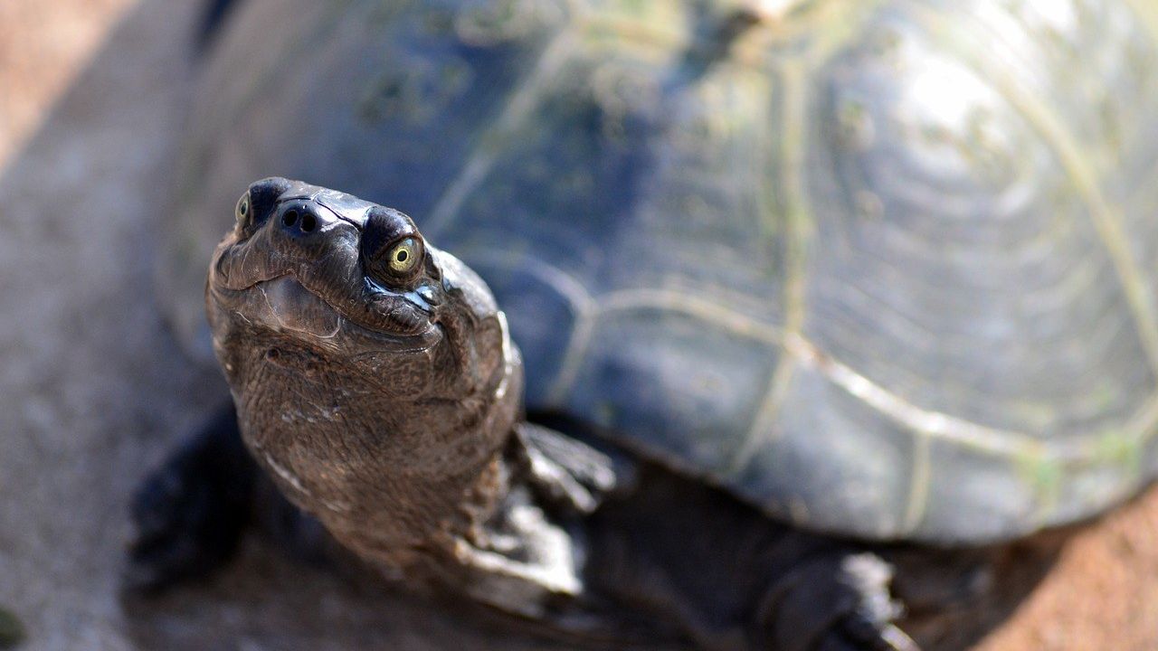 CompleteFTP is not affected by the Terrapin vulnerability